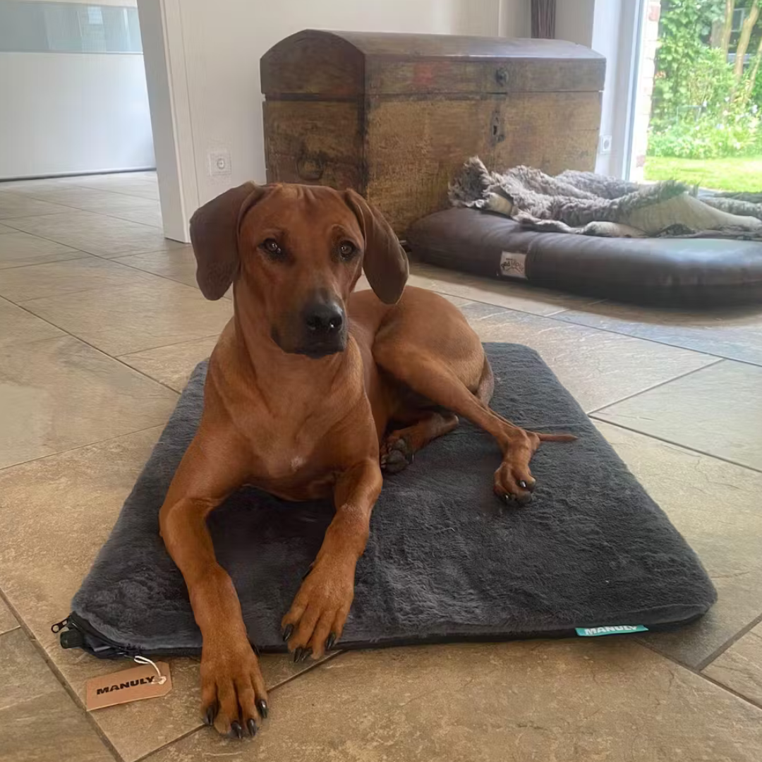 Rhodesian Ridgeback auf der Manuly Hundematte