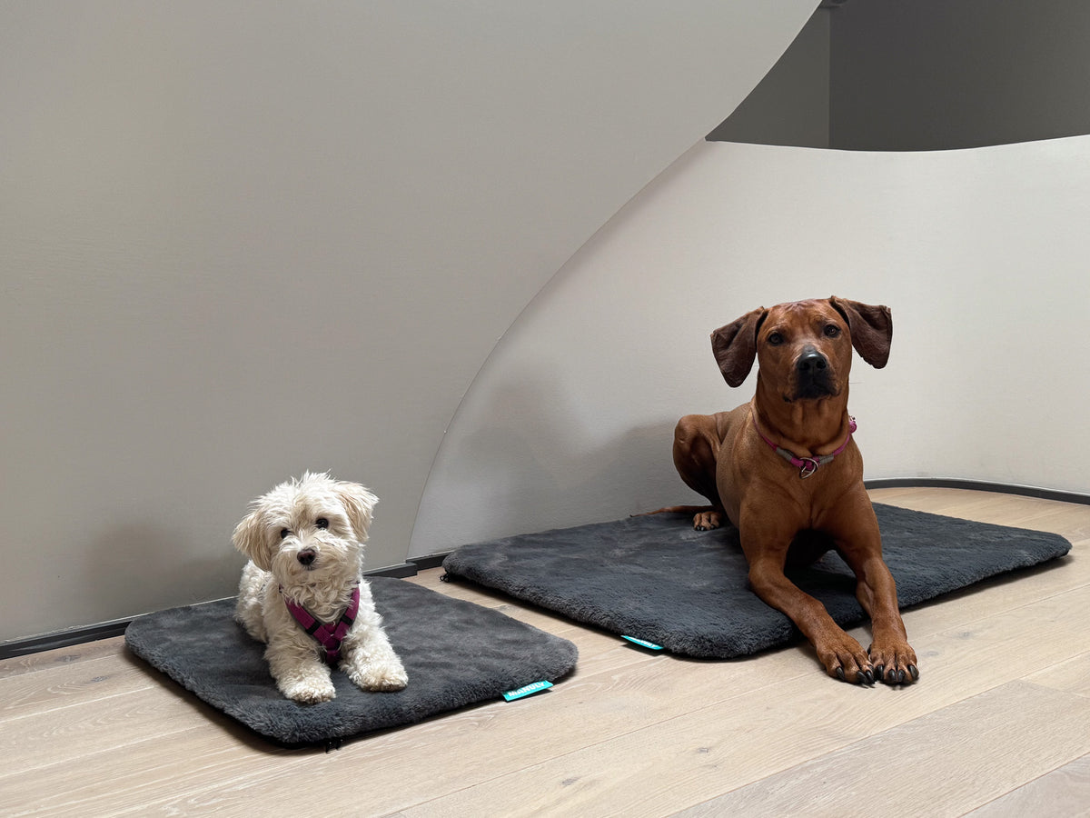 Zwei Hunde nebeneinander auf der Manuly Matte