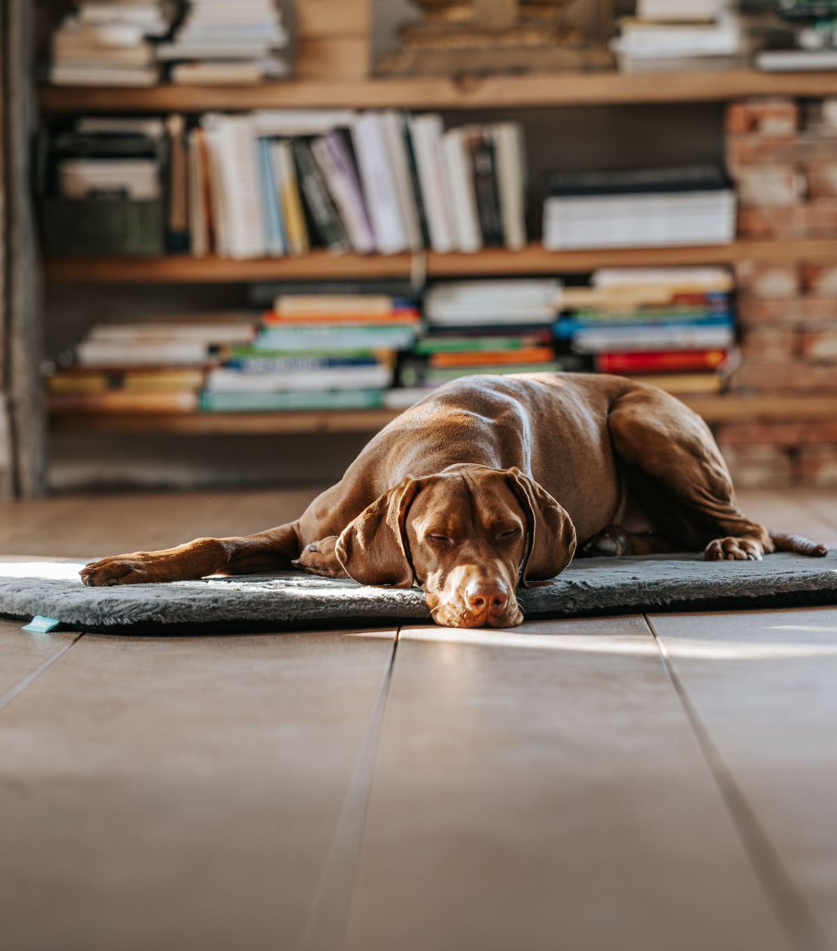 Manuly L Set mit fast schlafendem Hund
