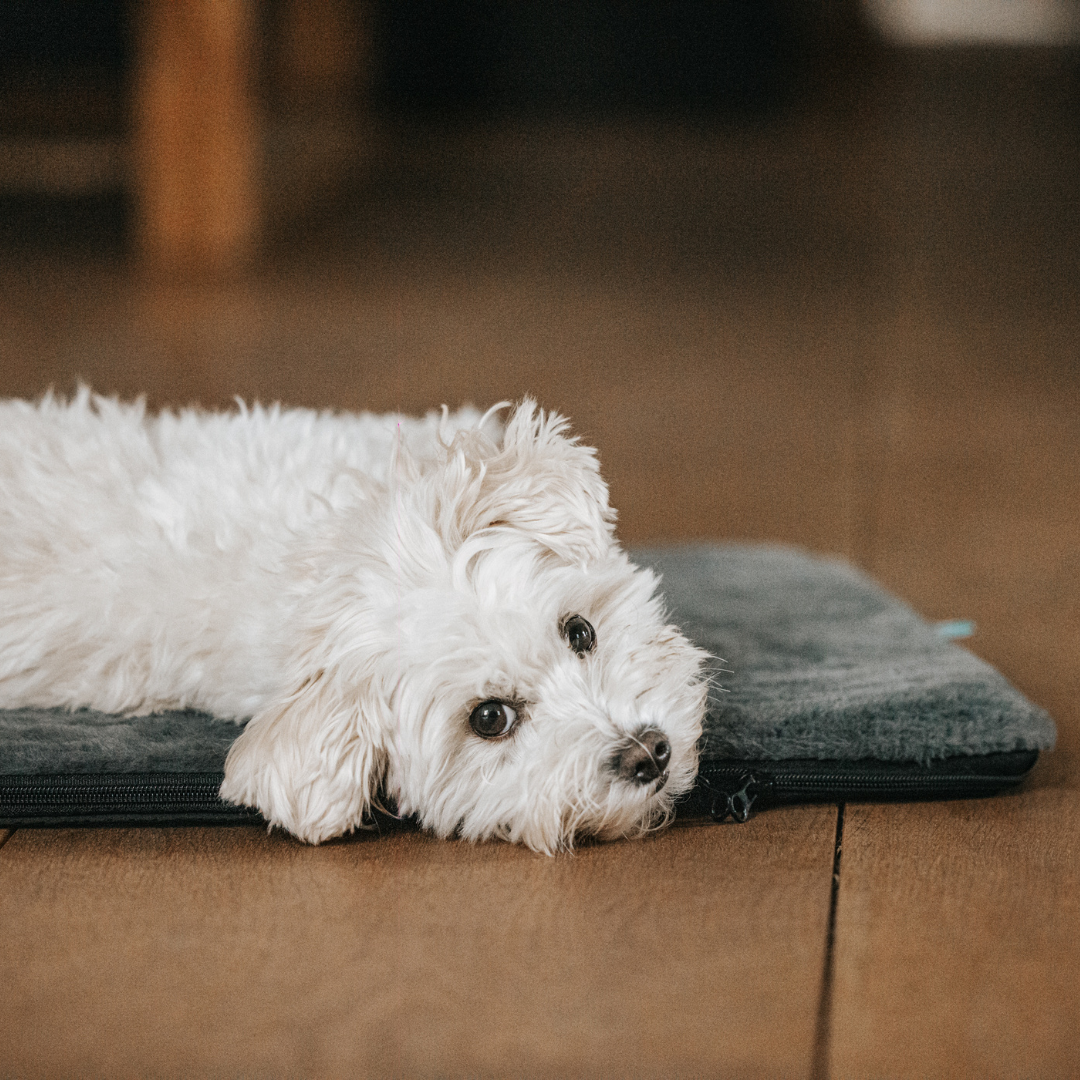 Manuly S Set mit entspanntem Hund