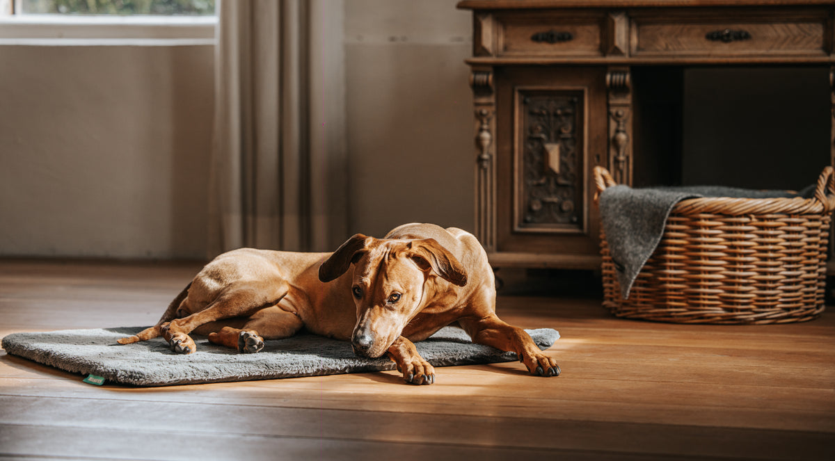 Rhodesian Ridgeback auf Manuly Hundematte 