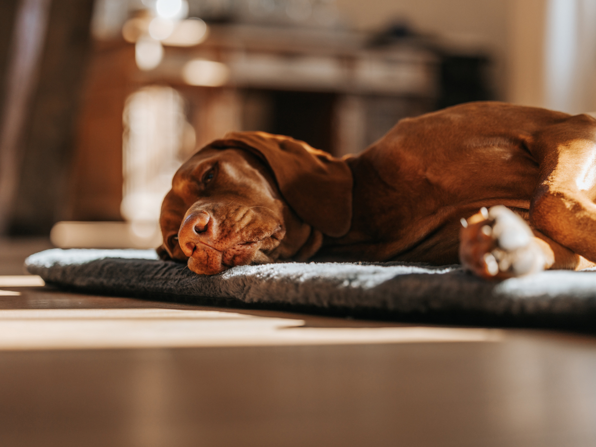 Schlafender entspannter Hund auf der Manuly Hundematte