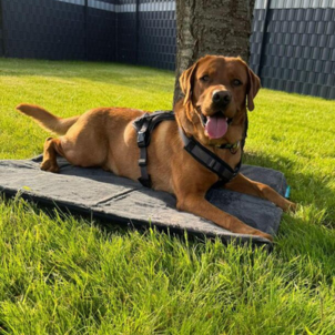 Ragnar auf der Manuly Hundematte